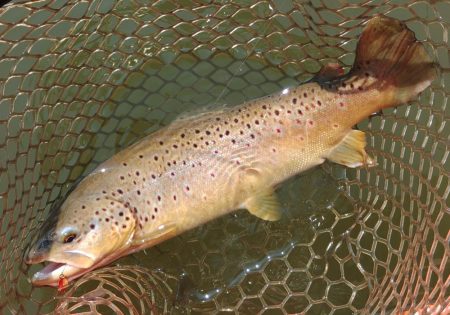 久しぶりの大安トラウトレイク